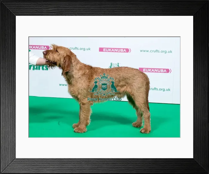 Framed Print : 2018 Best of Breed AV Imported Register Hounds Framed Print : 2018 Best of Breed AV Imported Register Hounds