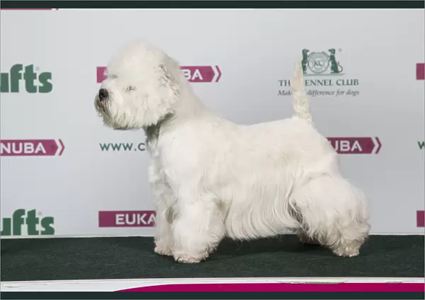 2018 Best of Breed West Highland White Terrier