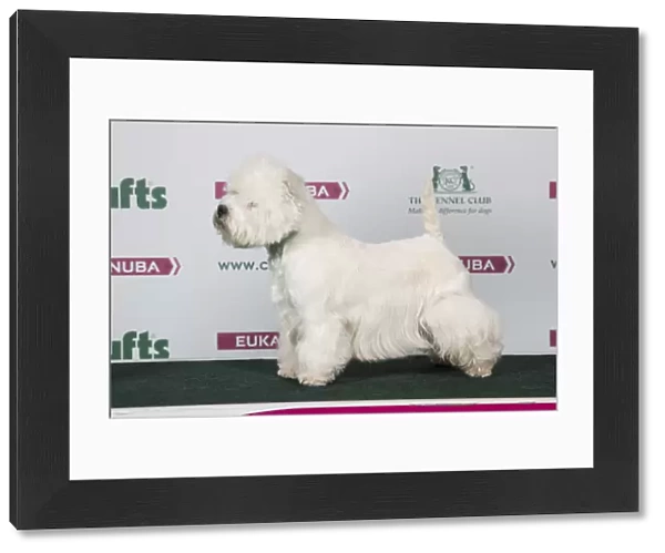 2018 Best of Breed West Highland White Terrier