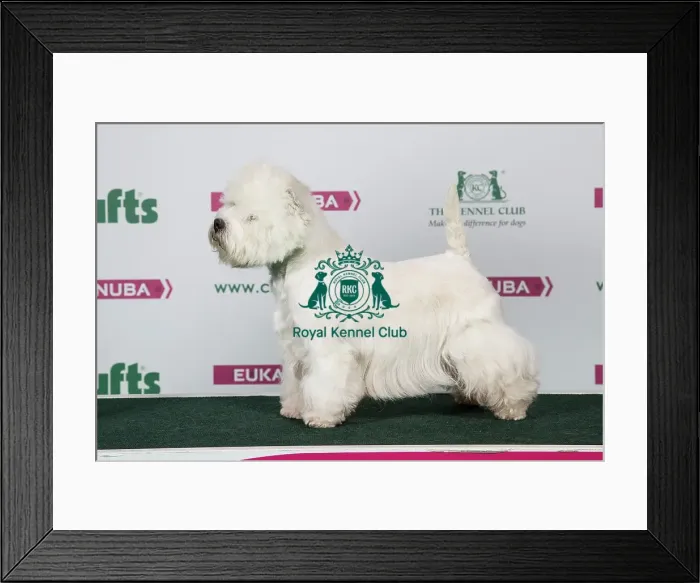 Framed Print : 2018 Best of Breed West Highland White Terrier Framed Print : 2018 Best of Breed West Highland White Terrier