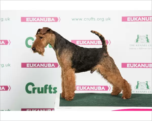 2018 Best of Breed Welsh Terrier