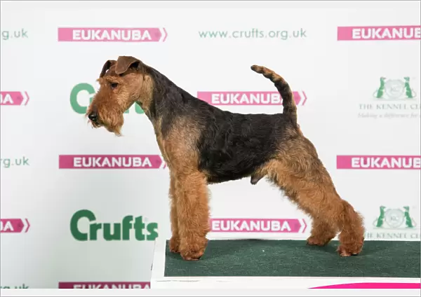 2018 Best of Breed Welsh Terrier