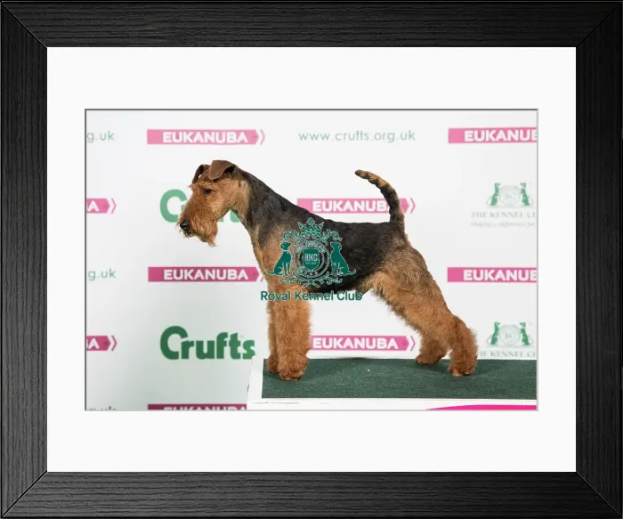 Framed Print : 2018 Best of Breed Welsh Terrier Framed Print : 2018 Best of Breed Welsh Terrier