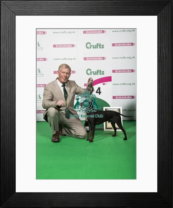 Framed Print : 2018 Terrier Group 4th place Manchester Terrier Framed Print : 2018 Terrier Group 4th place Manchester Terrier