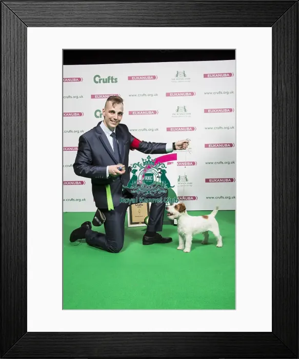 Framed Print : 2018 Terrier Group 3rd place Jack Russell Terrier Framed Print : 2018 Terrier Group 3rd place Jack Russell Terrier