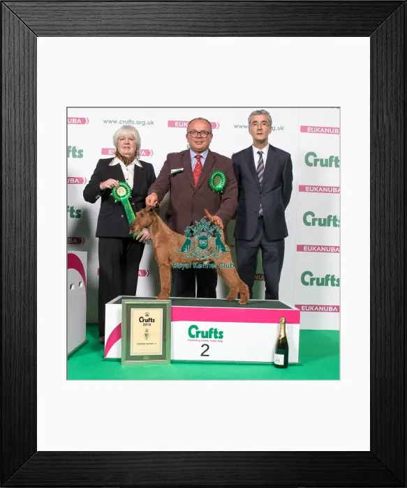 Framed Print : 2018 Terrier Group 2nd place Irish Terrier Framed Print : 2018 Terrier Group 2nd place Irish Terrier