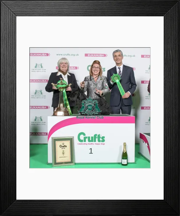 Framed Print : 2018 Terrier Group Winner Scottish Terrier Framed Print : 2018 Terrier Group Winner Scottish Terrier