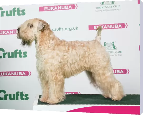 2018 Best of Breed Soft Coated Wheaten Terrier