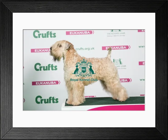 Framed Print : 2018 Best of Breed Soft Coated Wheaten Terrier Framed Print : 2018 Best of Breed Soft Coated Wheaten Terrier