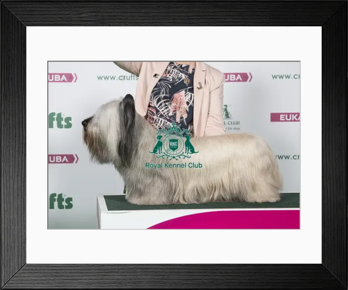 Framed Print : 2018 Best of Breed Skye Terrier