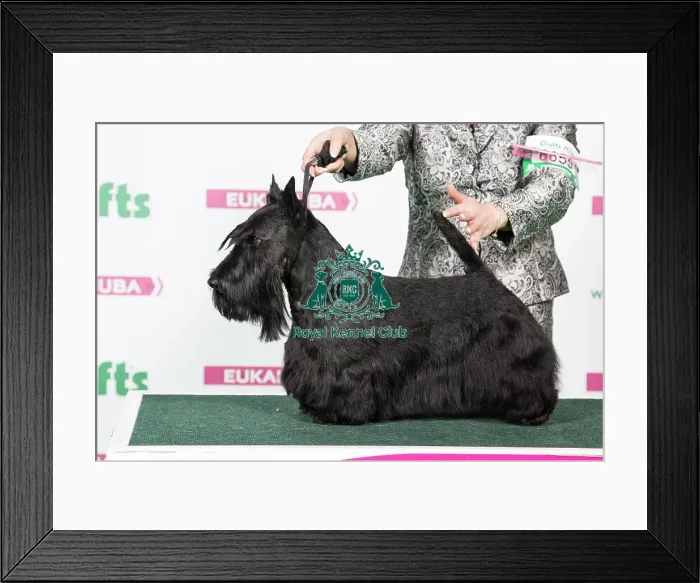 Framed Print : 2018 Best of Breed Scottish Terrier Framed Print : 2018 Best of Breed Scottish Terrier