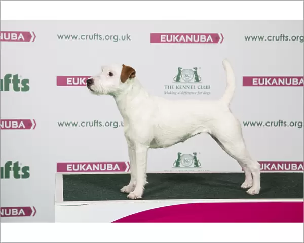 2018 Best of Breed Parson Russell Terrier
