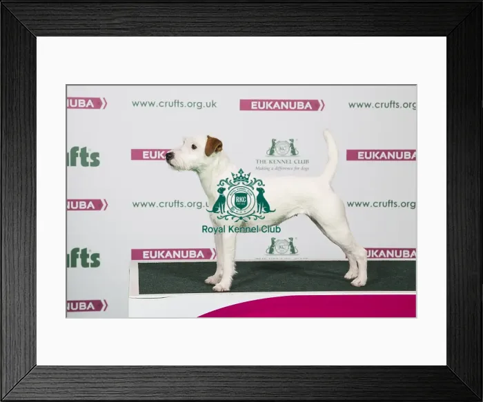 Framed Print : 2018 Best of Breed Parson Russell Terrier Framed Print : 2018 Best of Breed Parson Russell Terrier