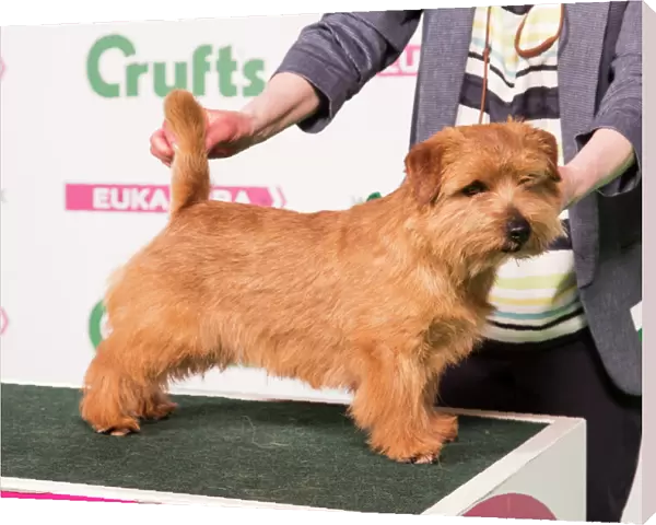 2018 Best of Breed Norfolk Terrier