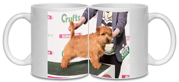 2018 Best of Breed Norfolk Terrier