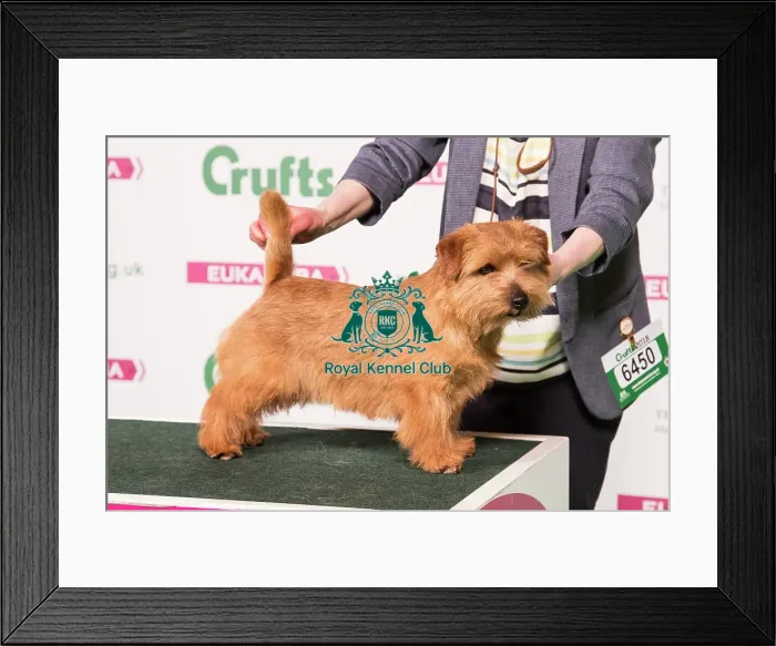 Framed Print : 2018 Best of Breed Norfolk Terrier