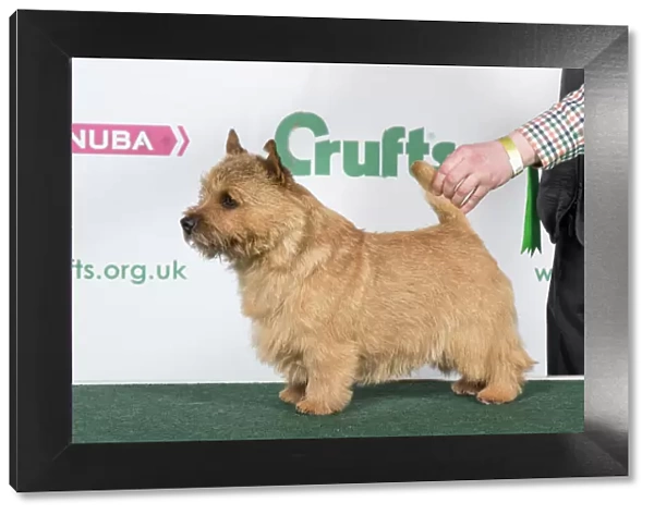 2018 Best of Breed Norwich Terrier