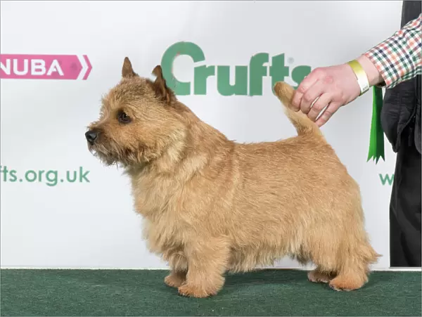 2018 Best of Breed Norwich Terrier