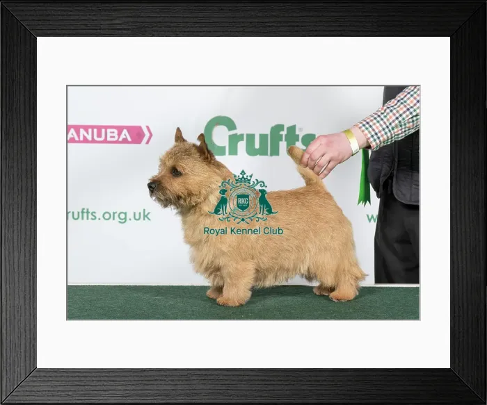 Framed Print : 2018 Best of Breed Norwich Terrier Framed Print : 2018 Best of Breed Norwich Terrier