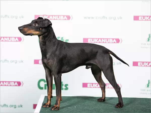 2018 Best of Breed Manchester Terrier