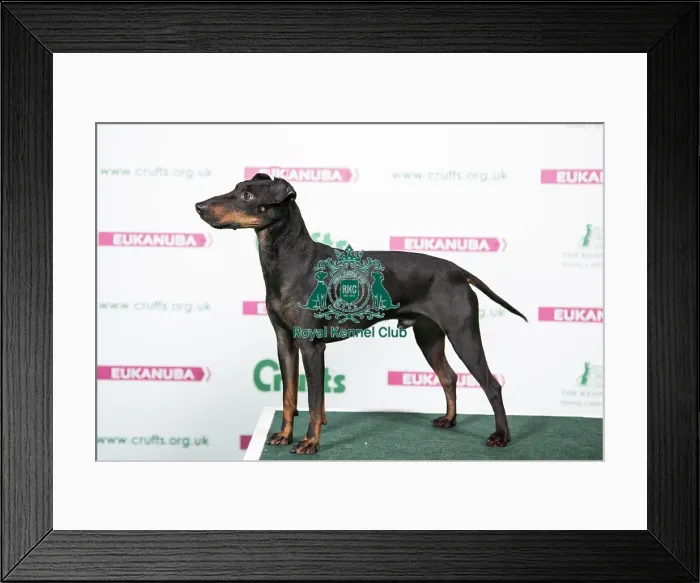Framed Print : 2018 Best of Breed Manchester Terrier Framed Print : 2018 Best of Breed Manchester Terrier