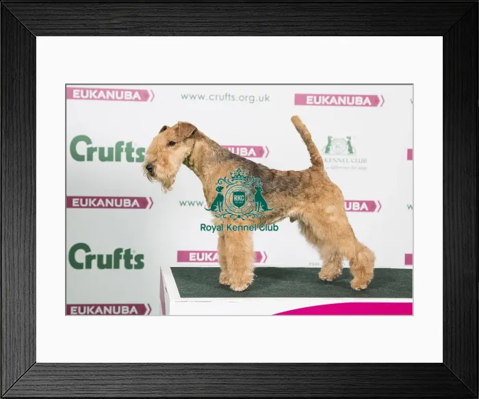Framed Print : 2018 Best of Breed Lakeland Terrier Framed Print : 2018 Best of Breed Lakeland Terrier