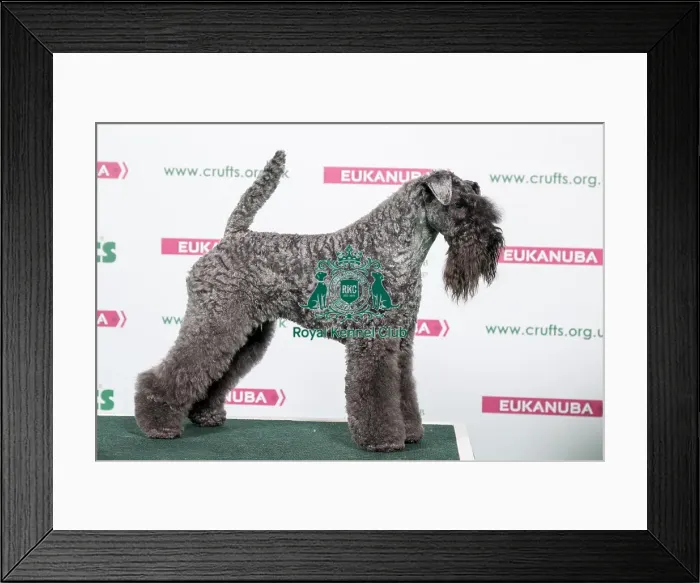 Framed Print : 2018 Best of Breed Kerry Blue Terrier Framed Print : 2018 Best of Breed Kerry Blue Terrier
