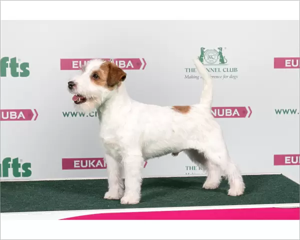 2018 Best of Breed Jack Russle Terrier