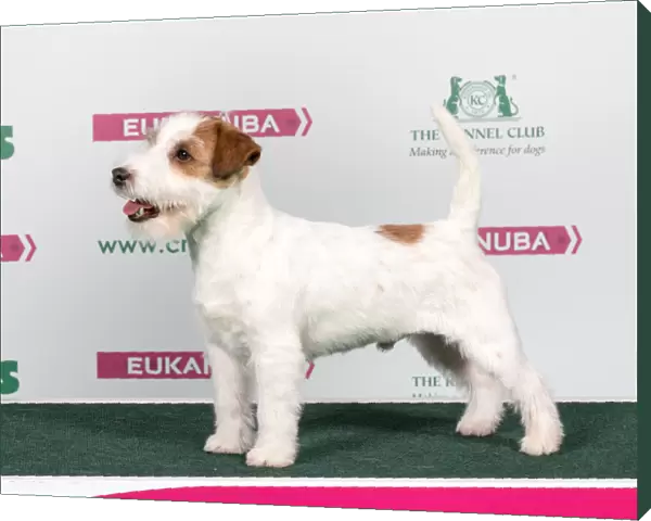 2018 Best of Breed Jack Russle Terrier