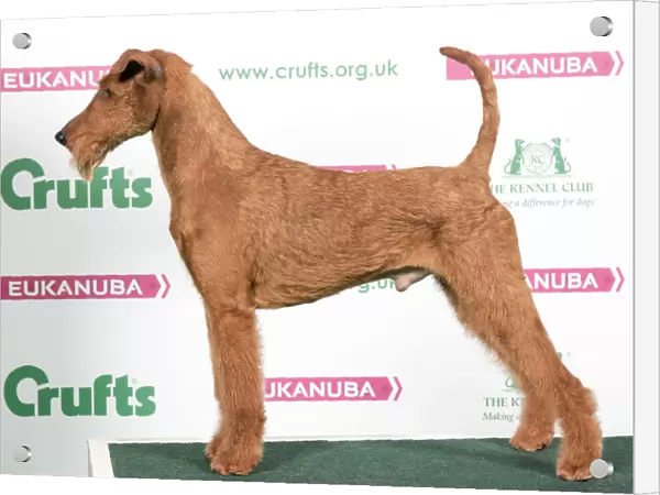 2018 Best of Breed Irish Terrier
