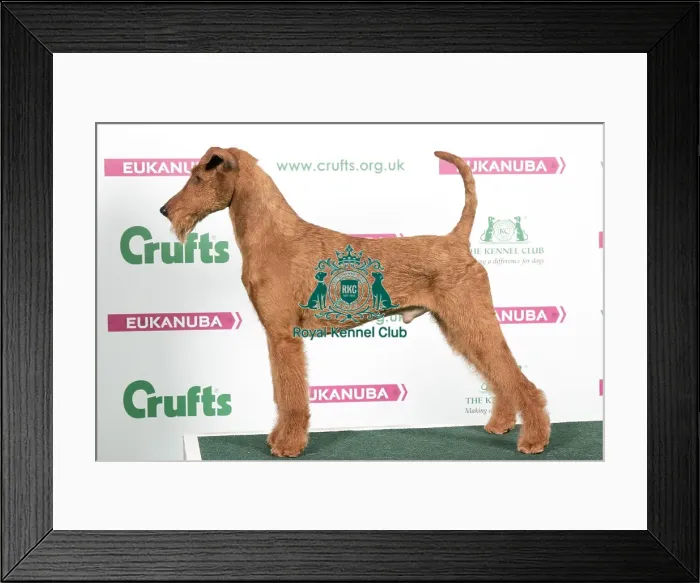 Framed Print : 2018 Best of Breed Irish Terrier Framed Print : 2018 Best of Breed Irish Terrier