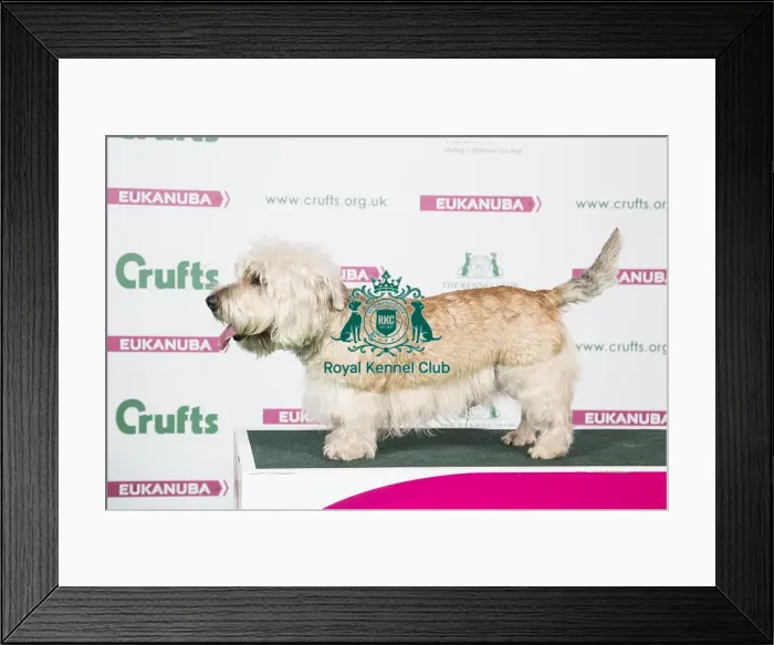 Framed Print : 2018 Best of Breed Glen of Imaal Terrier