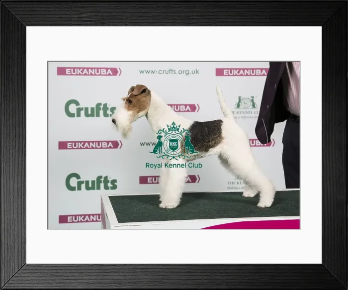 Framed Print : 2018 Best of Breed Fox Terrier (Wire) Framed Print : 2018 Best of Breed Fox Terrier (Wire)