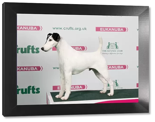 2018 Best of Breed Fox Terrier (Smooth)