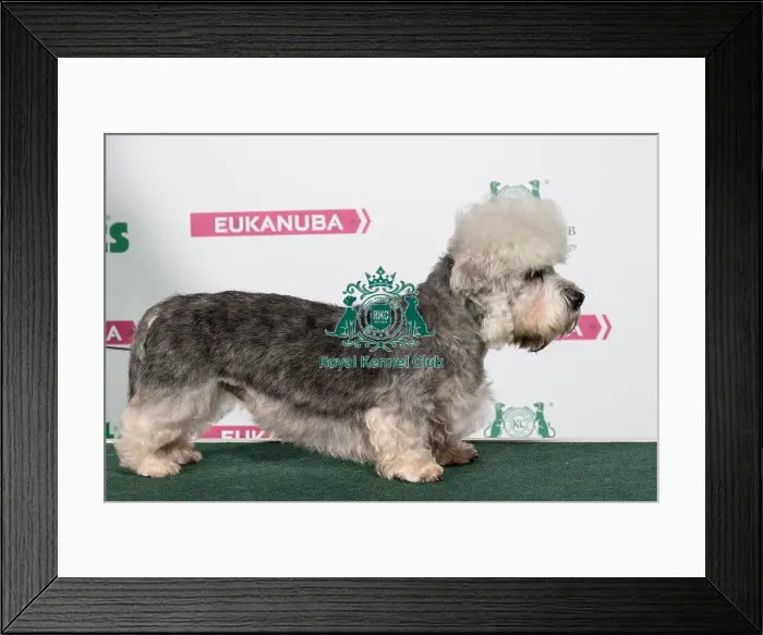 Framed Print : 2018 Best of Breed Dandie Dinmont Terrier Framed Print : 2018 Best of Breed Dandie Dinmont Terrier