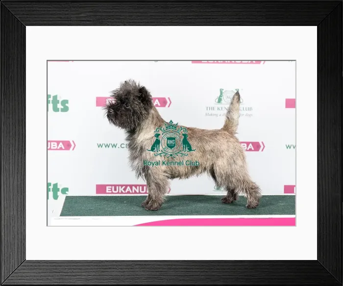 Framed Print : 2018 Best of Breed Cairn Terrier Framed Print : 2018 Best of Breed Cairn Terrier