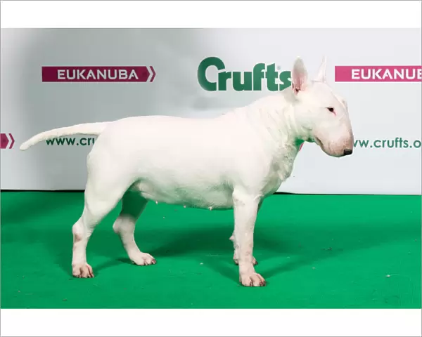 2018 Best of Breed Bull Terrier