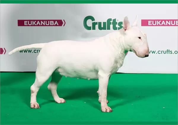 2018 Best of Breed Bull Terrier