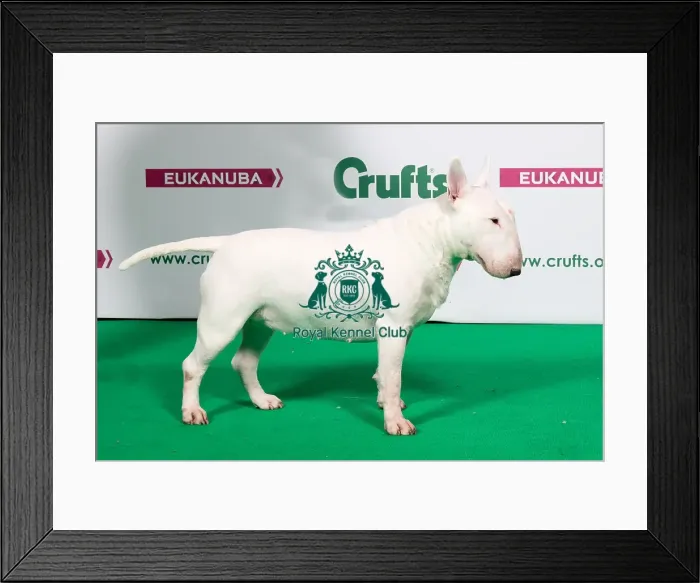 Framed Print : 2018 Best of Breed Bull Terrier Framed Print : 2018 Best of Breed Bull Terrier