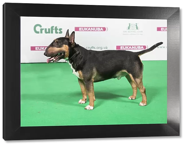 2018 Best of Breed Bull Terrier (Miniature)