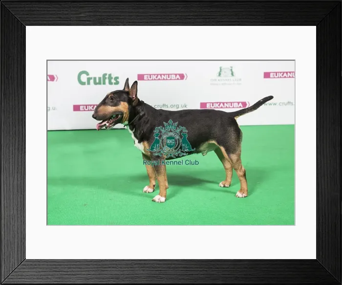 Framed Print : 2018 Best of Breed Bull Terrier (Miniature) Framed Print : 2018 Best of Breed Bull Terrier (Miniature)