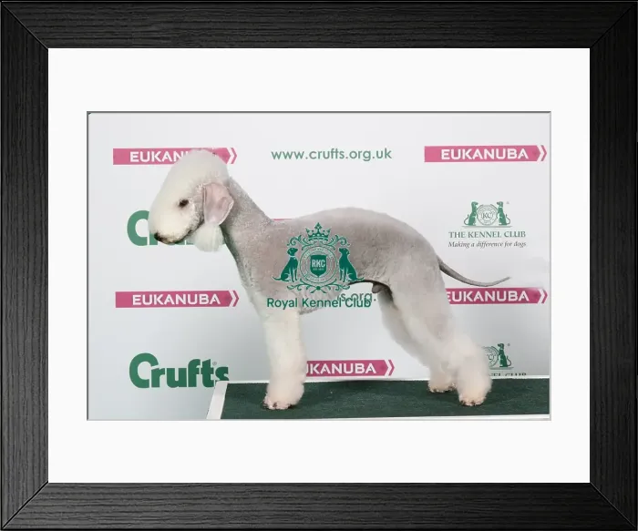 Framed Print : 2018 Best of Breed Bedlington Terrier Framed Print : 2018 Best of Breed Bedlington Terrier