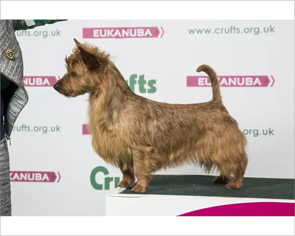 2018 Best of Breed Australian Terrier
