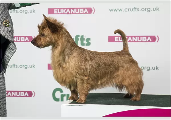 2018 Best of Breed Australian Terrier