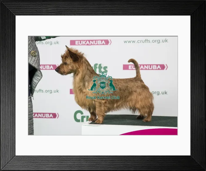 Framed Print : 2018 Best of Breed Australian Terrier Framed Print : 2018 Best of Breed Australian Terrier