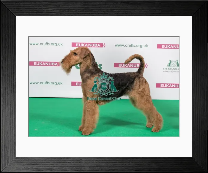 Framed Print : 2018 Best of Breed Airedale Terrier Framed Print : 2018 Best of Breed Airedale Terrier