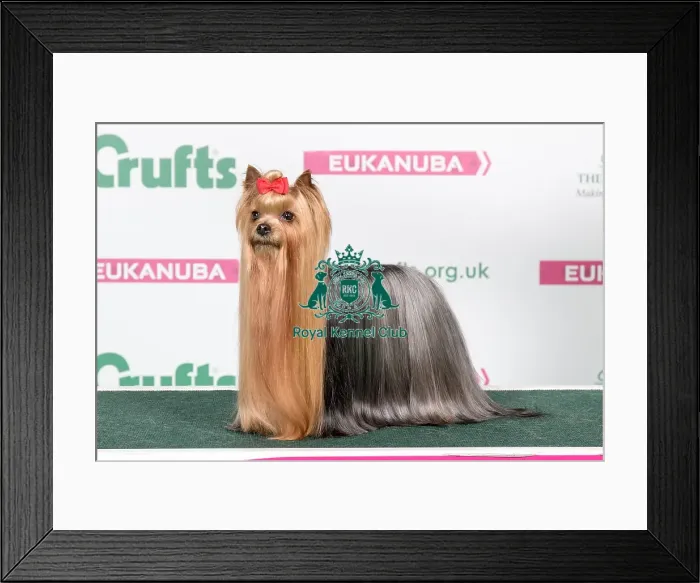 Framed Print : 2018 Best in Breed Yorkshire Terrier Framed Print : 2018 Best in Breed Yorkshire Terrier