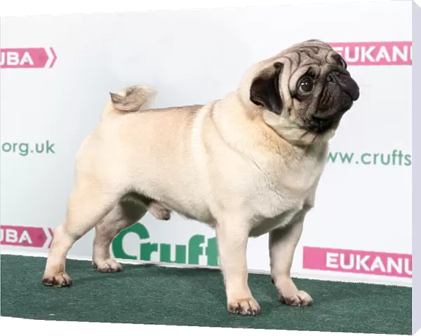 2018 Best of Breed Pug