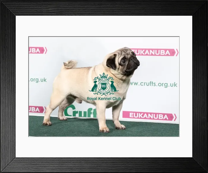 Framed Print : 2018 Best of Breed Pug Framed Print : 2018 Best of Breed Pug