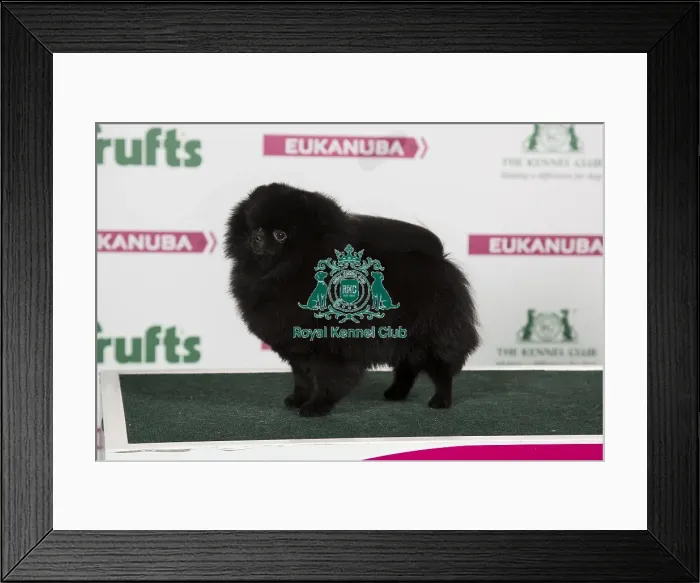 Framed Print : 2018 Best of Breed Pomeranian Framed Print : 2018 Best of Breed Pomeranian
